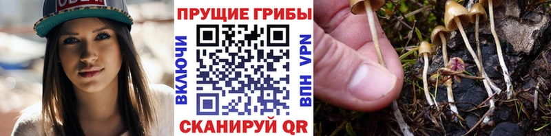 Псилоцибиновые грибы Psilocybine cubensis  наркошоп  OMG ссылка  это наркотические препараты  Камешково 